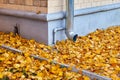 Colourful autumn leaves fallen onto wet asphalt road close rain tube and brick wall of residential building