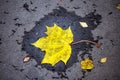 Colourful autumn leaves fallen onto wet asphalt road close up