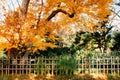 Colourful Autumn leaves foliage with bamboo fence, Sakura city,