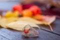 Colorful autumn leaves on a wooden table Royalty Free Stock Photo