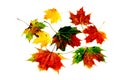 Colourful autumn leaves on a light wood background Royalty Free Stock Photo