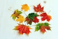 Colourful autumn leaves on a light wood background Royalty Free Stock Photo