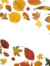 Isolated yellow and red fallen leaves from many trees.  Arranged in a straight double boarder Royalty Free Stock Photo