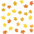Colourful Autumn Maple Leaves Pattern on White Background Royalty Free Stock Photo