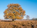 Colourful autumn oak tree in heath nature reserve Zuiderheide, L Royalty Free Stock Photo