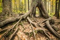 Colourful autumn park in front of a large tree roots Royalty Free Stock Photo