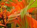 Colourful autumn. Red, green and orange shrub bush leaves. Vibrant autumn colours.