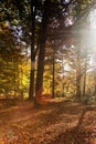 Colourful autumn scene with abstract lens flare