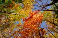 Colourful autumn trees on a sunny day with blue sky seen from below wide angle Royalty Free Stock Photo