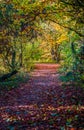 Colourful Peaceful Autumn Woodland Path Covered in Fallen Leaves Royalty Free Stock Photo