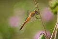 Colourful background dragonfly in the nature world