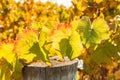 Colourful backlit grapevine leaves in autumn vineyard with blurred background