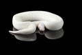 The colourful ball royal python isolated on black background