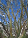 Colourful bark of snow gum tree