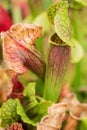 Beautiful Sarracenia, carnivorous plant Royalty Free Stock Photo