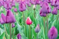 Colourful, beautiful tulip scene, low angle view. Flower farm growing tulips. A field of purple tulips and one red and white Royalty Free Stock Photo