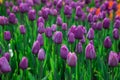 Colourful bed of dark-violet tulip flowers Royalty Free Stock Photo