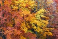 Colourful beech branches with yellow and orange folliage