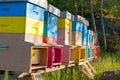 Colourful beehives in a field. Summer season.