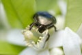 Colourful Beetle feeding on a flower Royalty Free Stock Photo