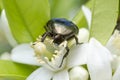 Colourful Beetle feeding on a flower Royalty Free Stock Photo