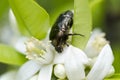 Colourful Beetle feeding on a flower Royalty Free Stock Photo