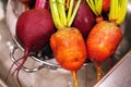 Colourful beets washed in sink Royalty Free Stock Photo