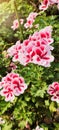 Colourful begonia from begonia nursery , Japan.