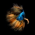 Colourful Betta fish,Siamese fighting fish