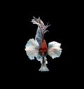 Colourful Betta fish,Siamese fighting fish in movement isolated on black background