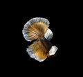 Colourful Betta fish,Siamese fighting fish in movement isolated on black background