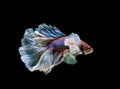 Colourful Betta fish,Siamese fighting fish in movement isolated on black background