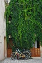 Colourful bicycles under a green ivy