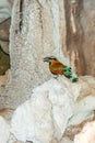 Colourful bird in the cave