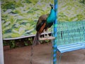 Colourful bird in China