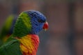 Colourful bird the Rainbow lorikeet Royalty Free Stock Photo