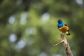 Colourful bird Superb Starling sits on a branch on a bright blue