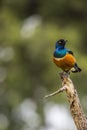 Colourful bird Superb Starling sits on a branch on a bright blue