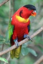 Black capped lory bird perched on tree branch Royalty Free Stock Photo