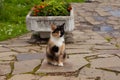 Colourful black white orange cat sitting near green grass Royalty Free Stock Photo