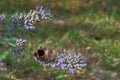 Colourful bumblebee on a lavender flower Royalty Free Stock Photo