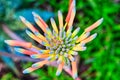 Colourful Blooming Succulent cactus Flower Royalty Free Stock Photo