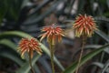 Colourful blossom of medicinal succulent plant aloe-vera Royalty Free Stock Photo