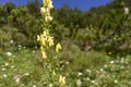 Colourful blossoms of alpine flowers in Triglav National Park