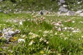 Colourful blossoms of alpine flowers in Triglav National Park