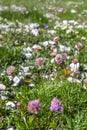 Colourful blossoms of alpine flowers in Triglav National Park