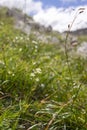 Colourful blossoms of alpine flowers in Triglav National Park