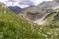 Colourful blossoms of alpine flowers in Triglav National Park