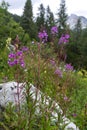 Colourful blossoms of alpine flowers in Triglav National Park