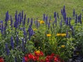 Colourful blue red yellow flower floral bed